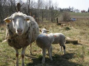Ovce s ovčaty