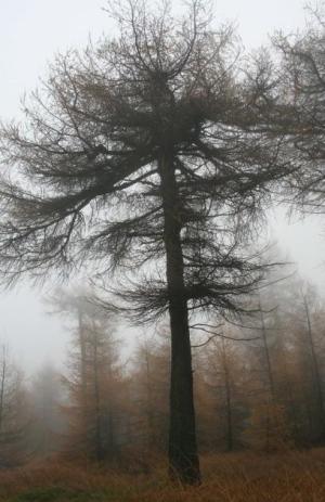 Jiný strom