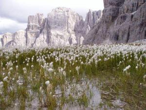 Hana Turková: Suchopýr na Selle (Dolomit